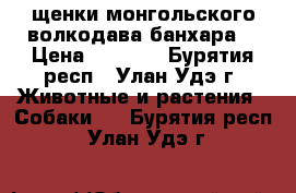 щенки монгольского волкодава банхара  › Цена ­ 5 000 - Бурятия респ., Улан-Удэ г. Животные и растения » Собаки   . Бурятия респ.,Улан-Удэ г.